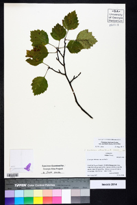 Crataegus intricata image