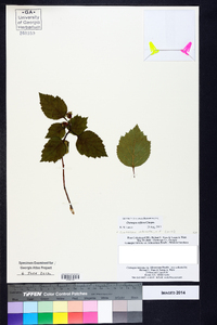 Crataegus triflora image