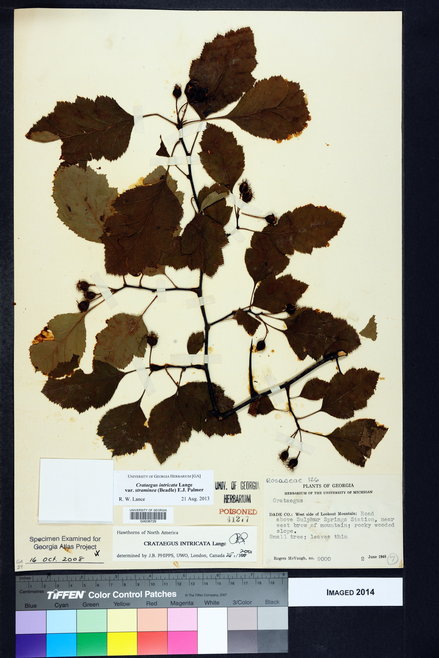 Crataegus intricata var. straminea image