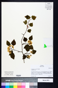 Crataegus iracunda image