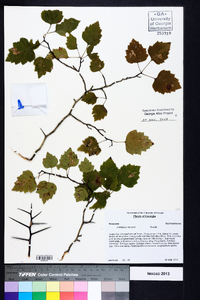 Crataegus iracunda image