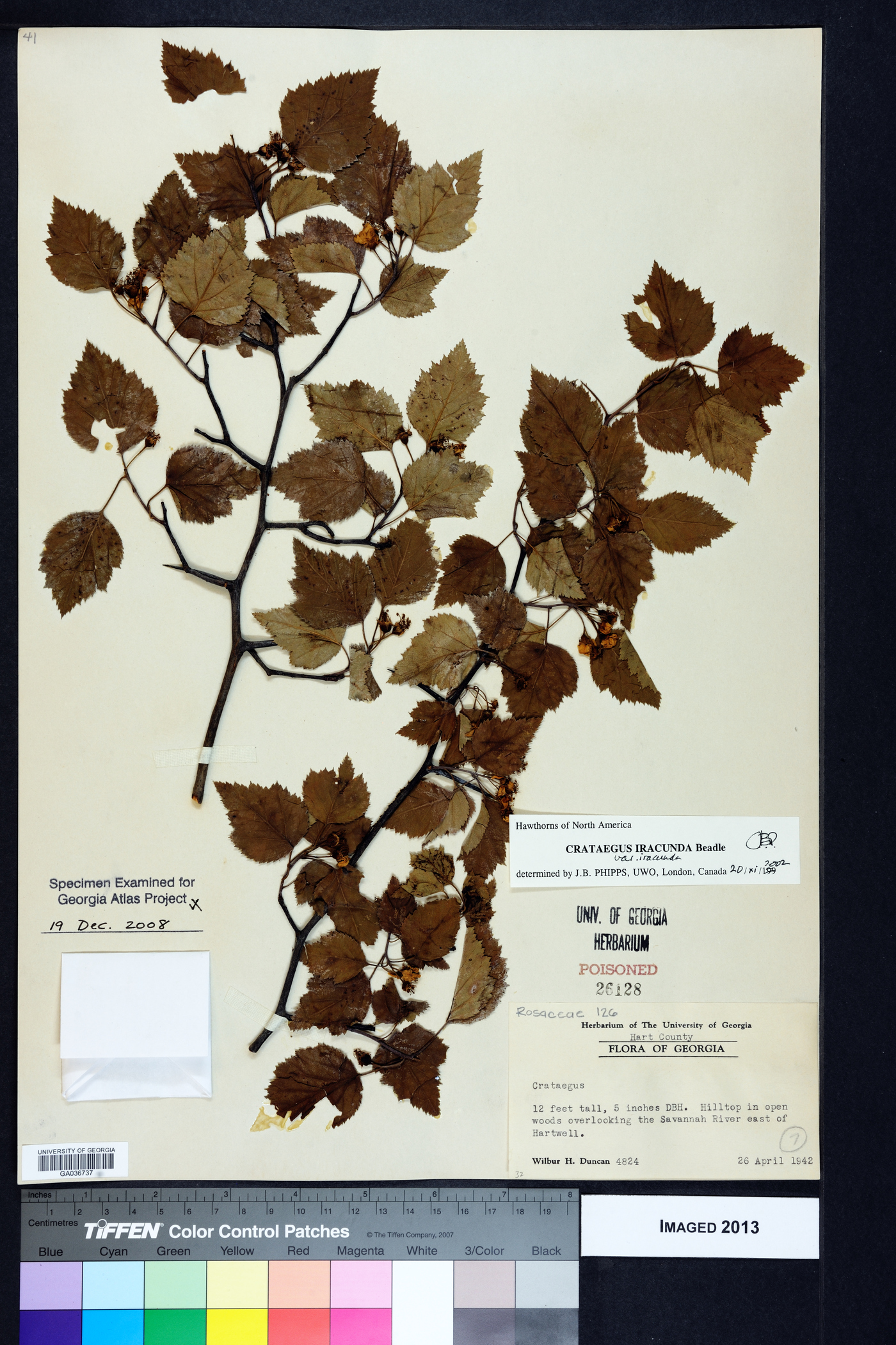 Crataegus iracunda image