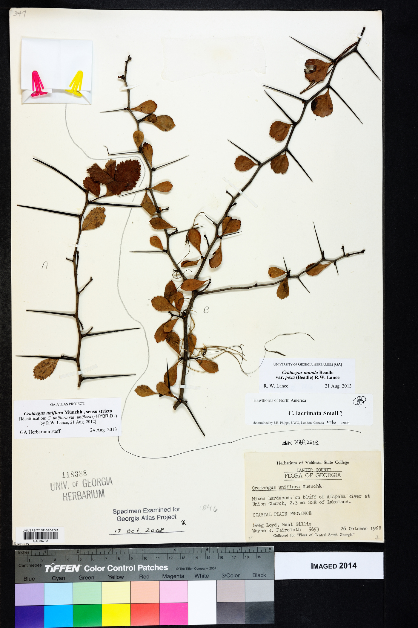 Crataegus munda var. pexa image