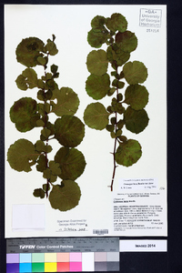 Crataegus lassa image