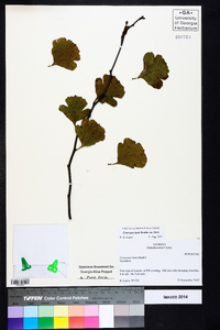 Crataegus lassa image