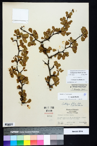 Crataegus lassa image