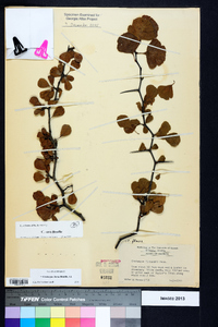 Crataegus lassa image