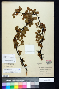 Crataegus lassa image