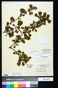 Crataegus lassa image