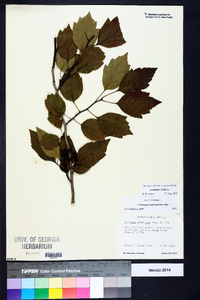 Crataegus viridis image