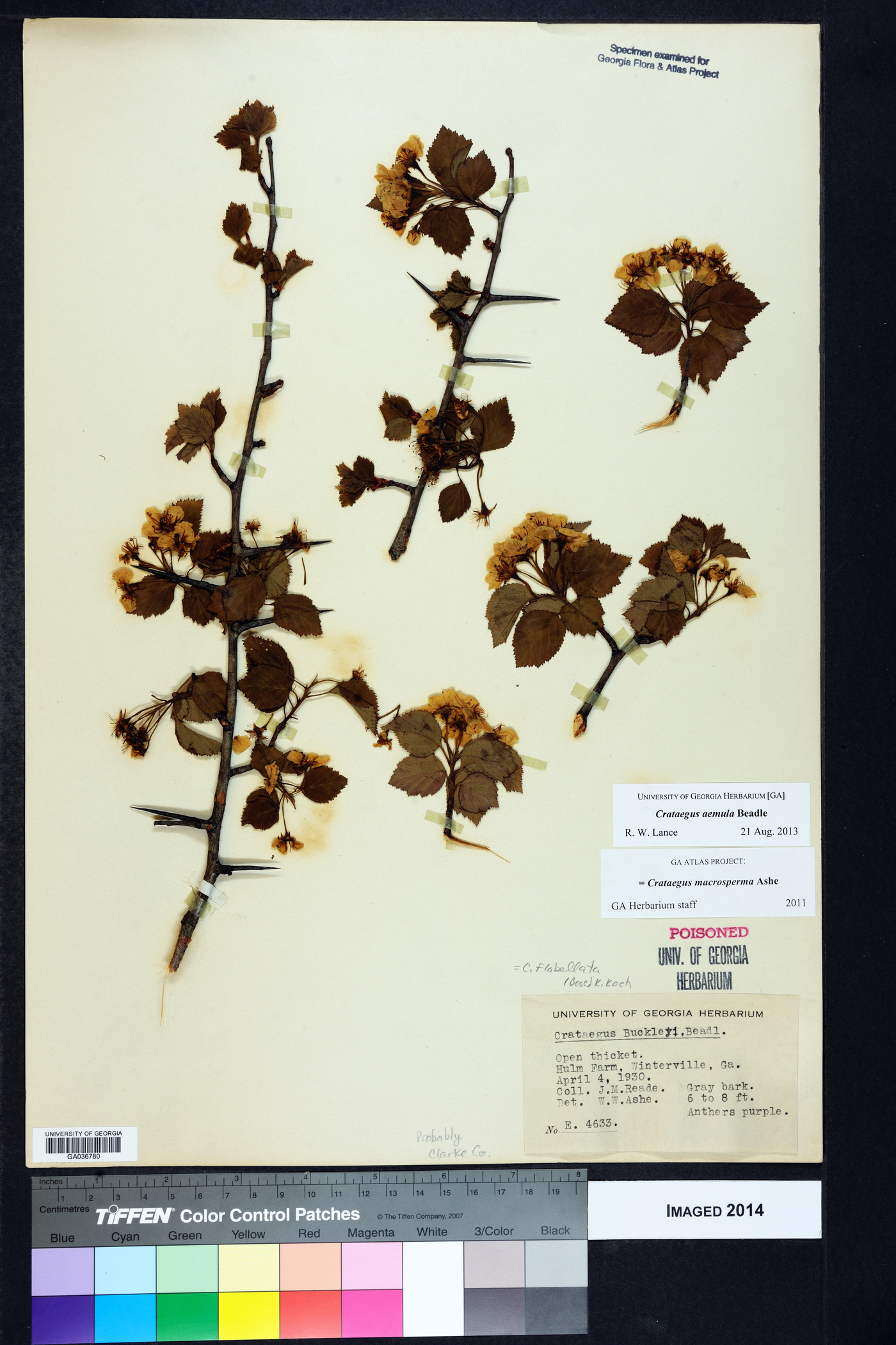 Crataegus aemula image