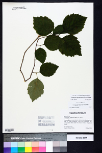 Crataegus calpodendron image