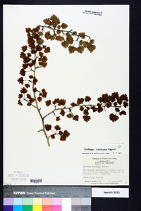 Crataegus marshallii image