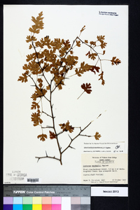 Crataegus marshallii image