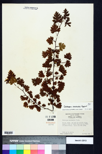 Crataegus marshallii image