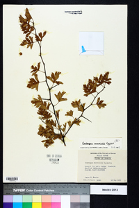 Crataegus marshallii image