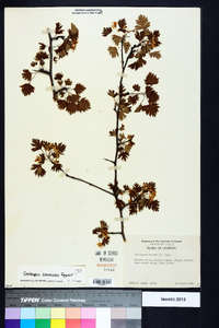 Crataegus marshallii image