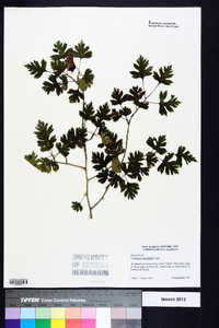 Crataegus marshallii image