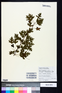 Crataegus marshallii image