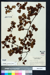 Crataegus marshallii image