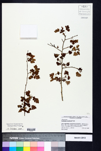 Crataegus marshallii image