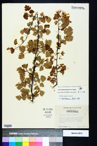 Crataegus marshallii image