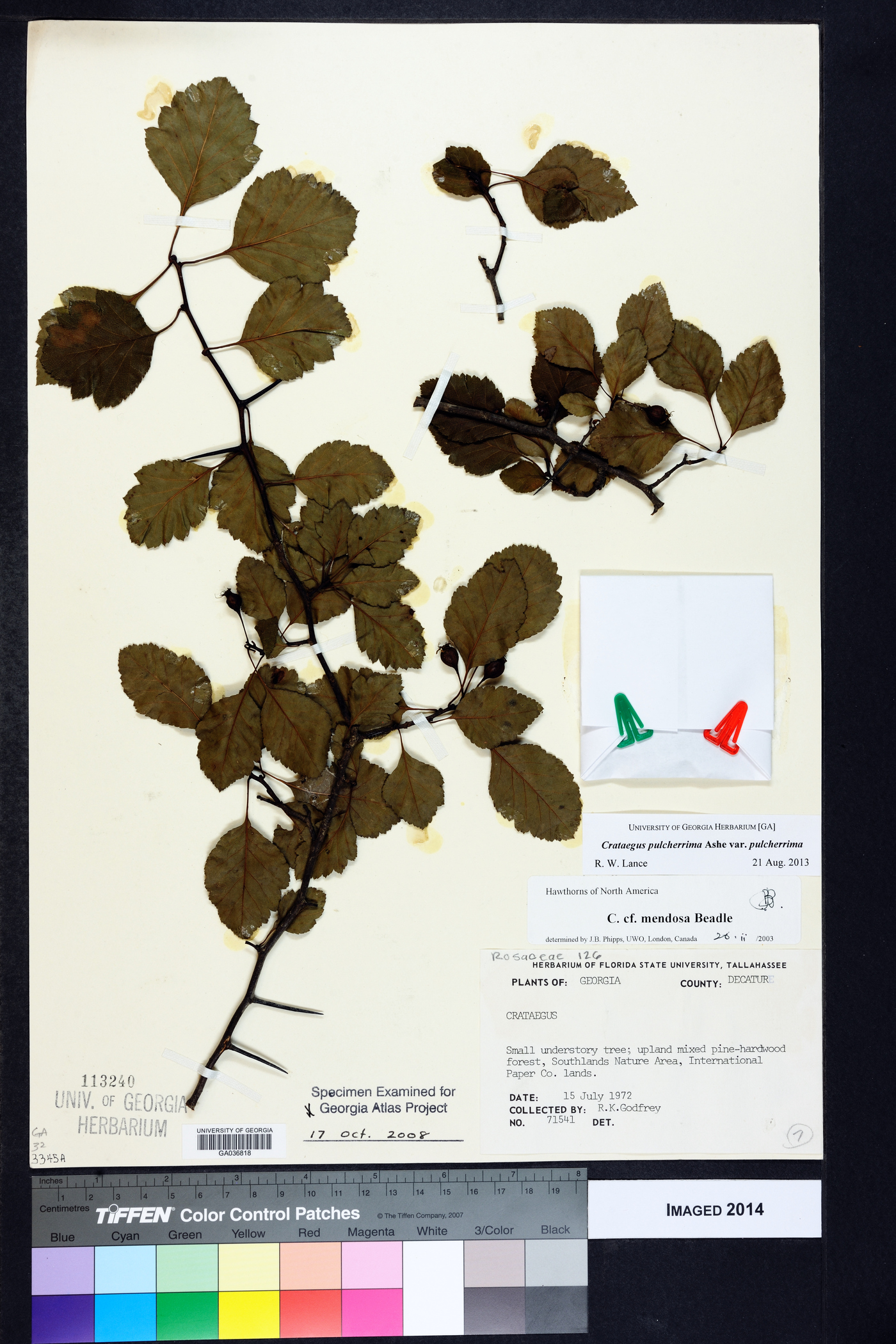 Crataegus pulcherrima var. pulcherrima image