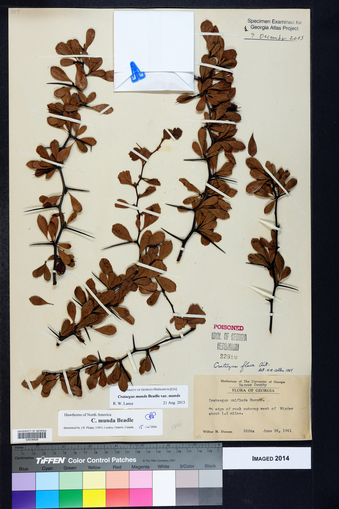 Crataegus munda var. munda image