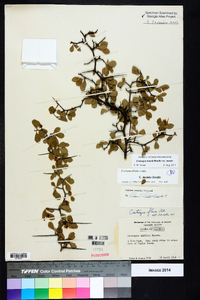 Crataegus munda image