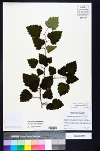 Crataegus iracunda image