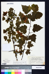 Crataegus phaenopyrum image