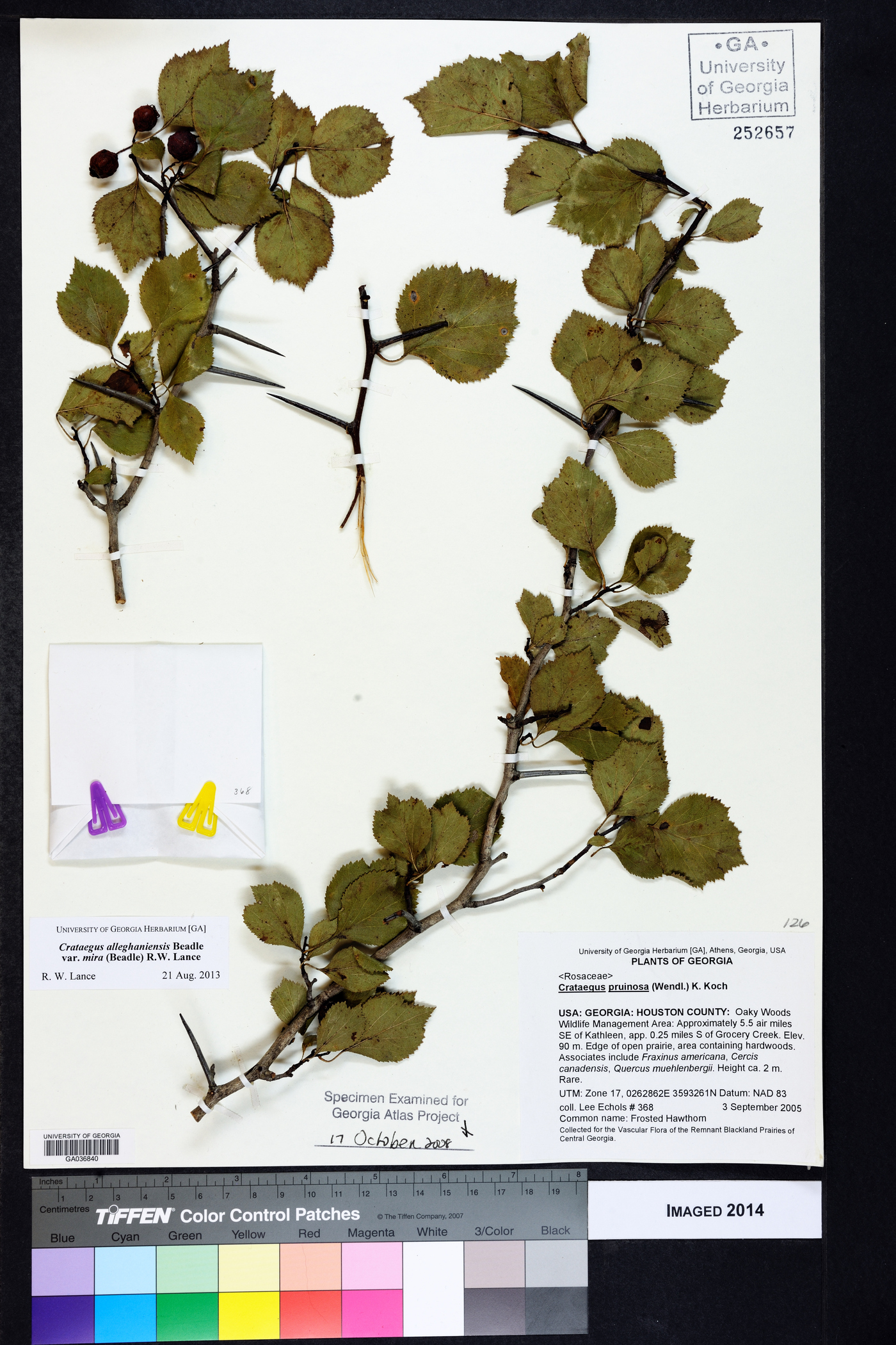 Crataegus alleghaniensis var. mira image