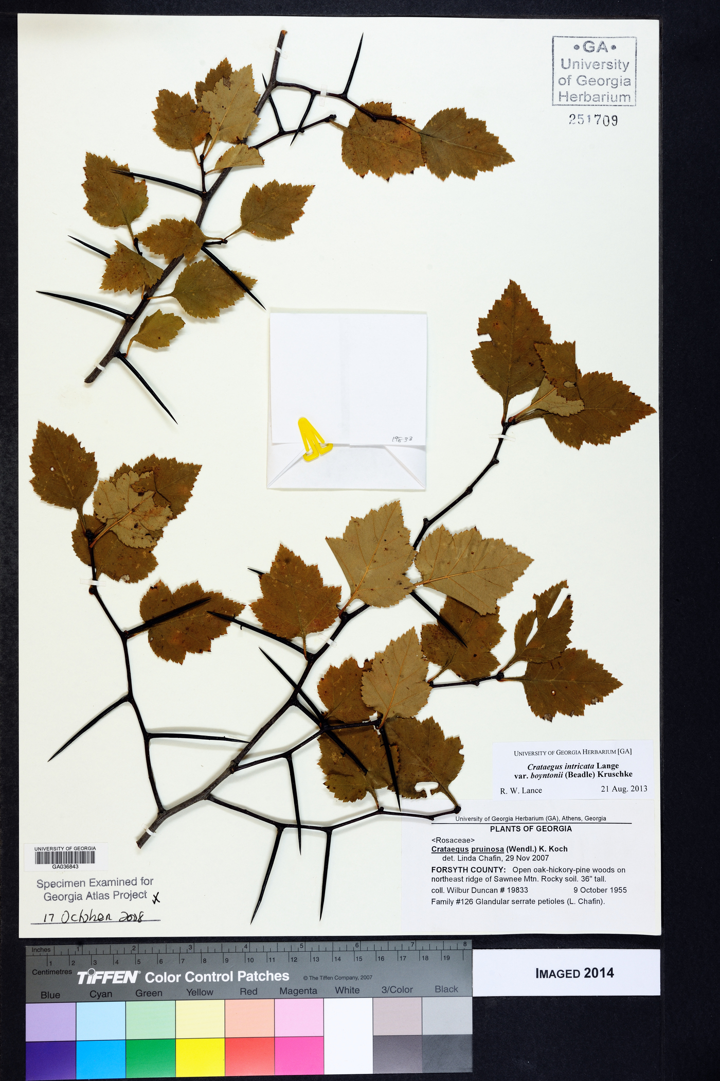Crataegus intricata var. boyntonii image