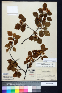 Crataegus intricata image