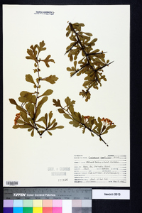 Crataegus spathulata image