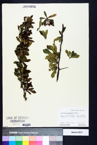 Crataegus spathulata image