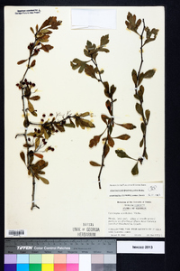 Crataegus spathulata image