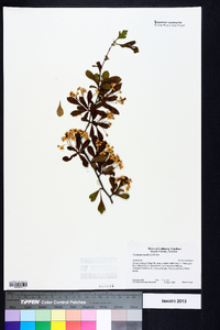 Crataegus spathulata image