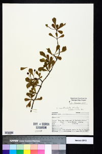 Crataegus spathulata image