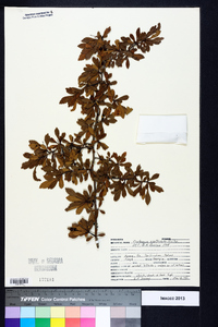 Crataegus spathulata image