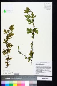 Crataegus spathulata image