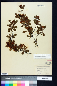 Crataegus spathulata image