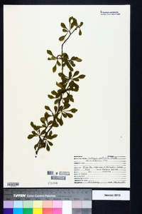 Crataegus spathulata image