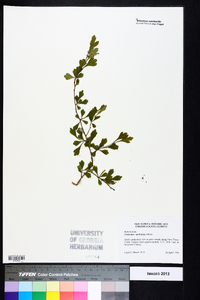 Crataegus spathulata image