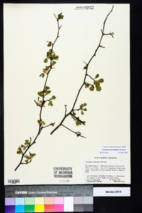 Crataegus lassa image