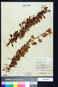 Crataegus spathulata image