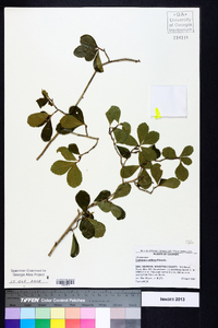 Crataegus uniflora image