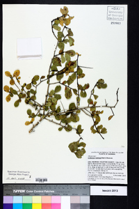 Crataegus uniflora image