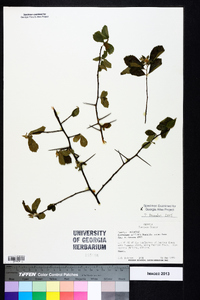 Crataegus uniflora image