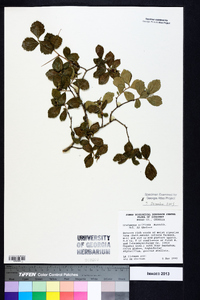 Crataegus uniflora image